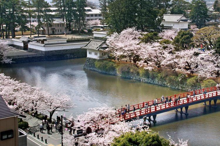 odawara castle cherry blossoms