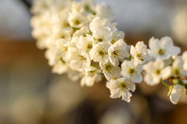 ume plum blossom festival